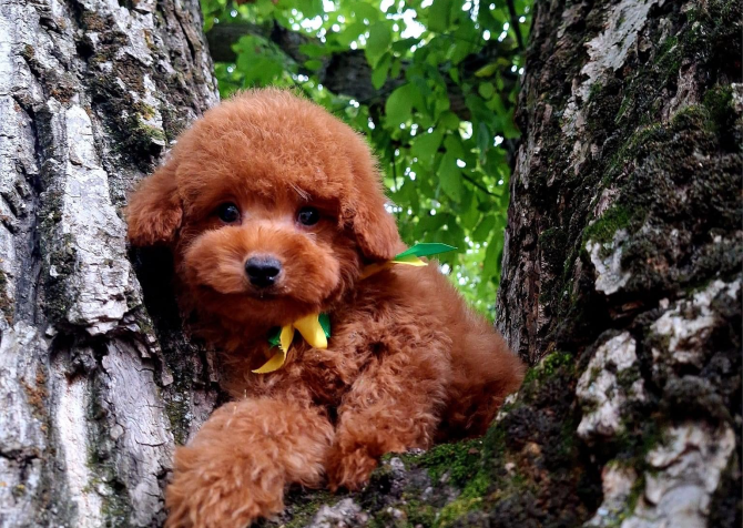 Toy poodle red brown Kore mini yavrularımız